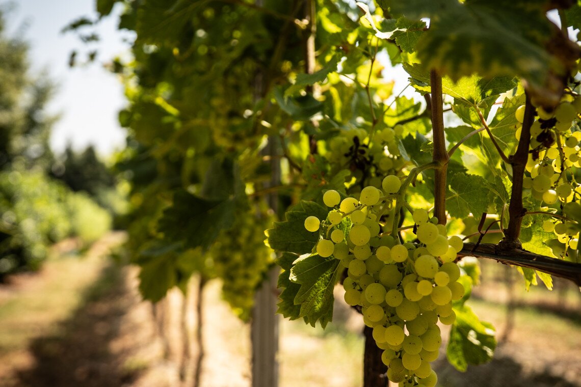 ds_617699_df784524d87d3e64db0f88a1317184d2