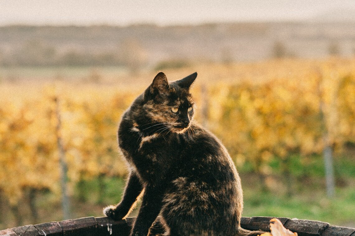 ds_617755_2c16f403d2f54ba7c75f8561d254d4f4