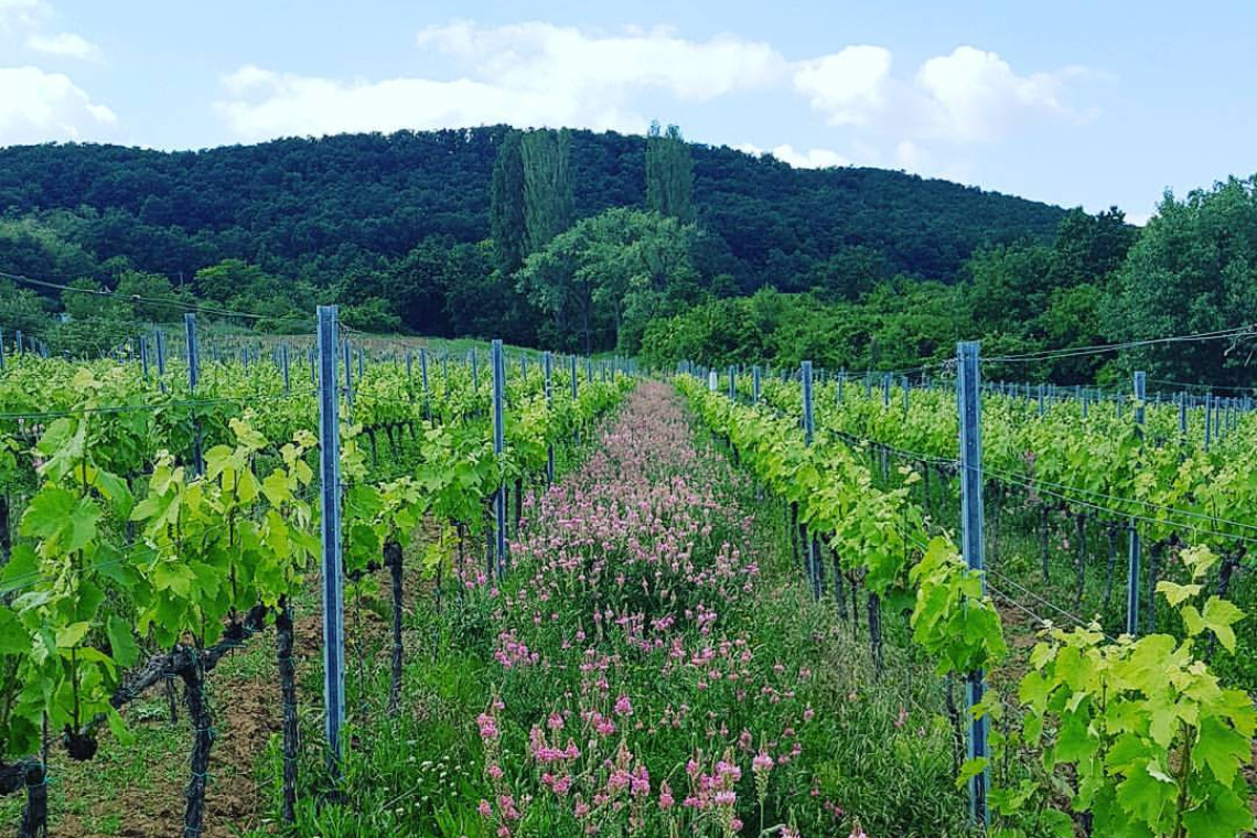 ds_617769_6010f4b05314c3ff26eda0582c9bab25