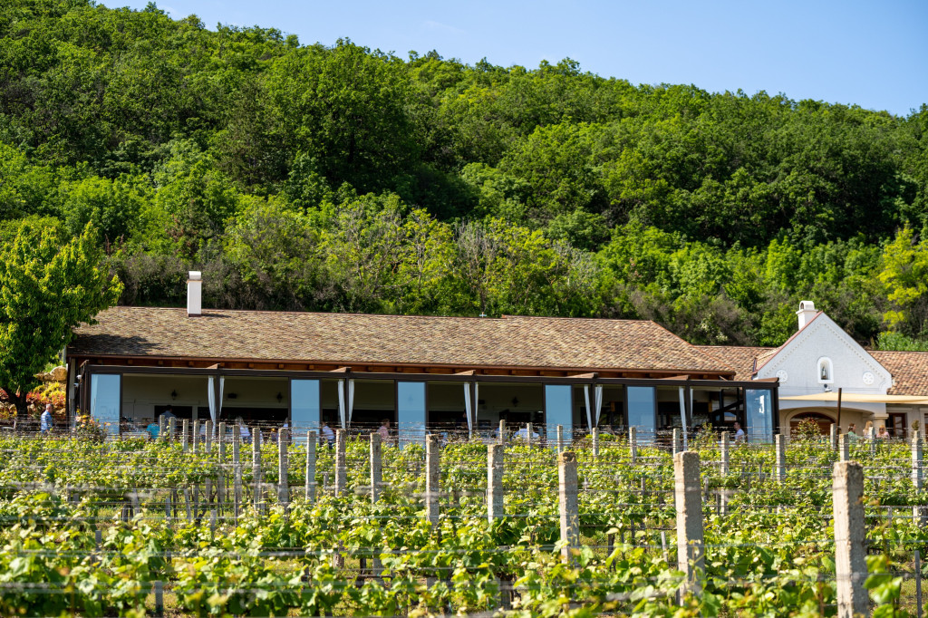 Minden férfiembernek kéne saját szőlő