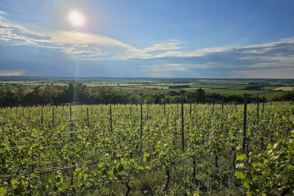szőlő